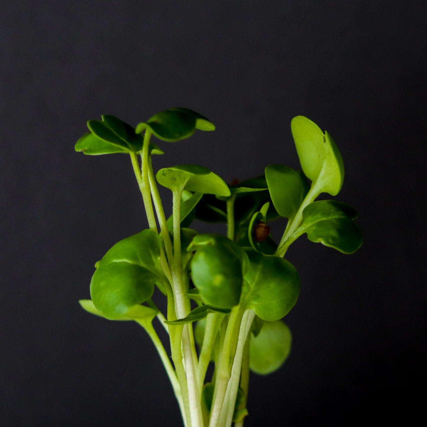 Close-up of fresh Japanese radish microgreens with thick white stems and vibrant green leaves – rich in antioxidants, perfect for detox and immune support.
