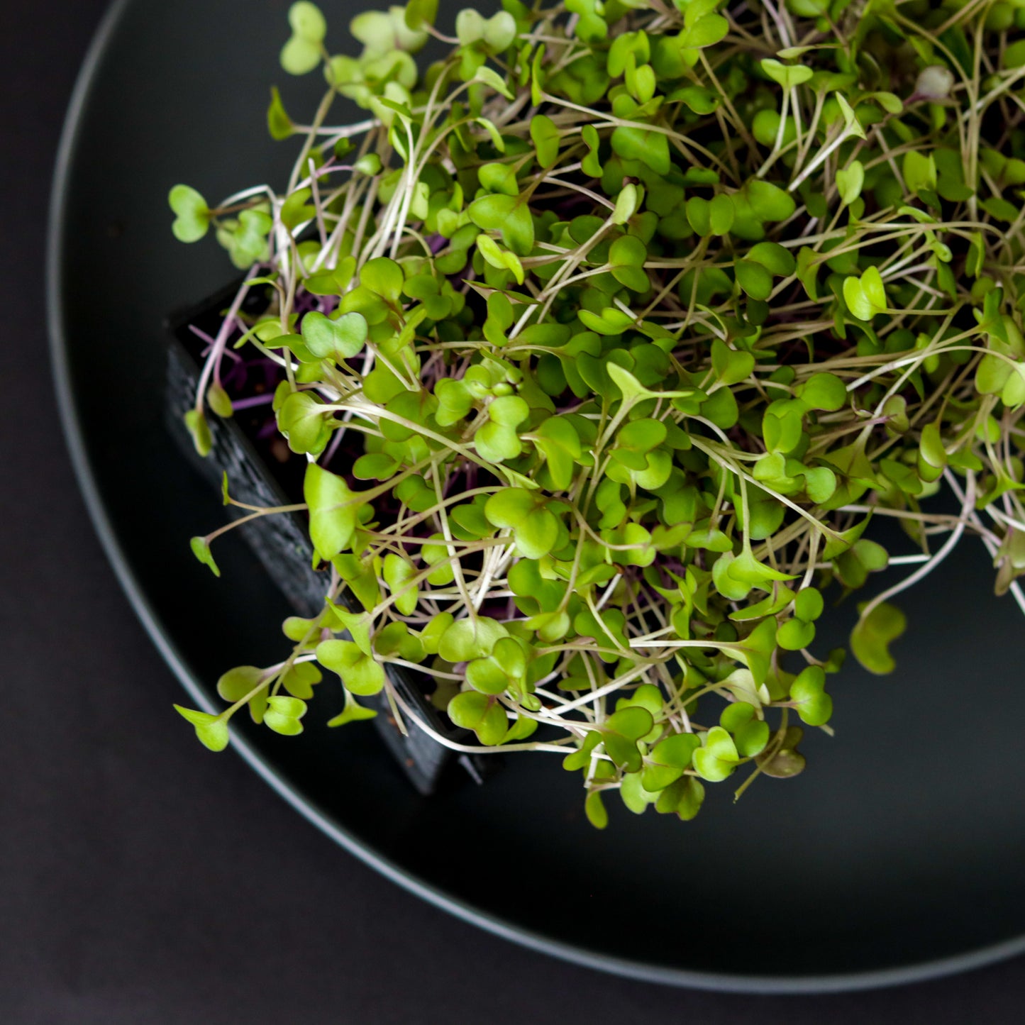Purple kohlrabi microgreens with light green leaves and vibrant purple stems growing in a hydroponic tray – nutrient-packed and perfect for immune support and culinary garnishes.