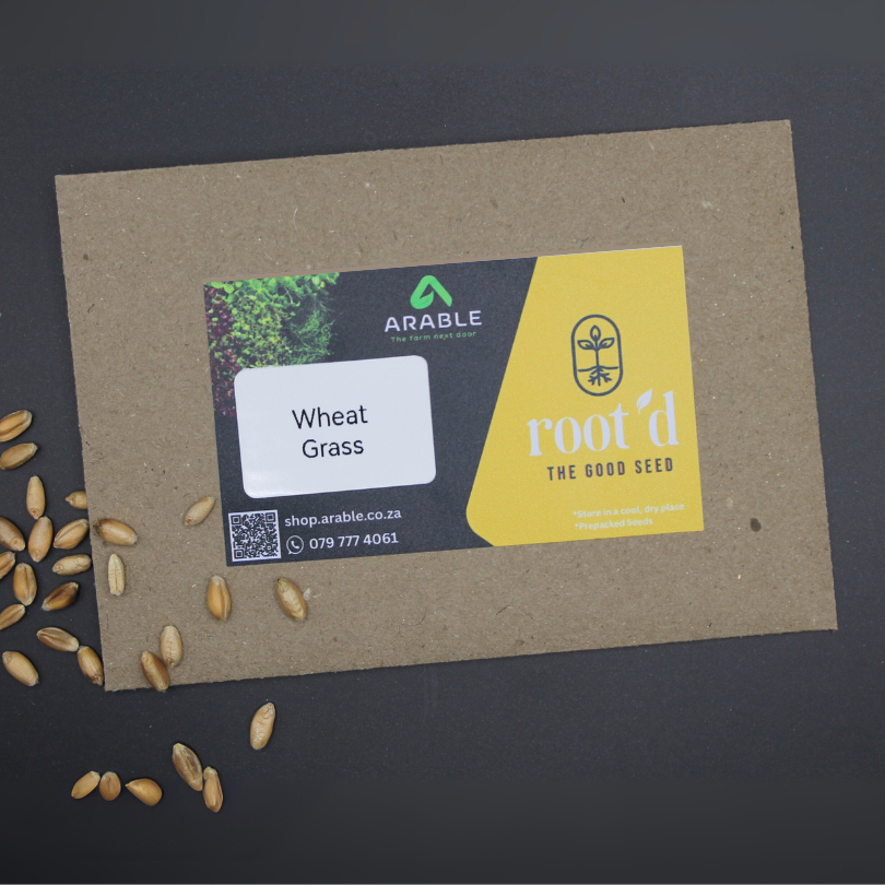 Wheat Grass Seeds