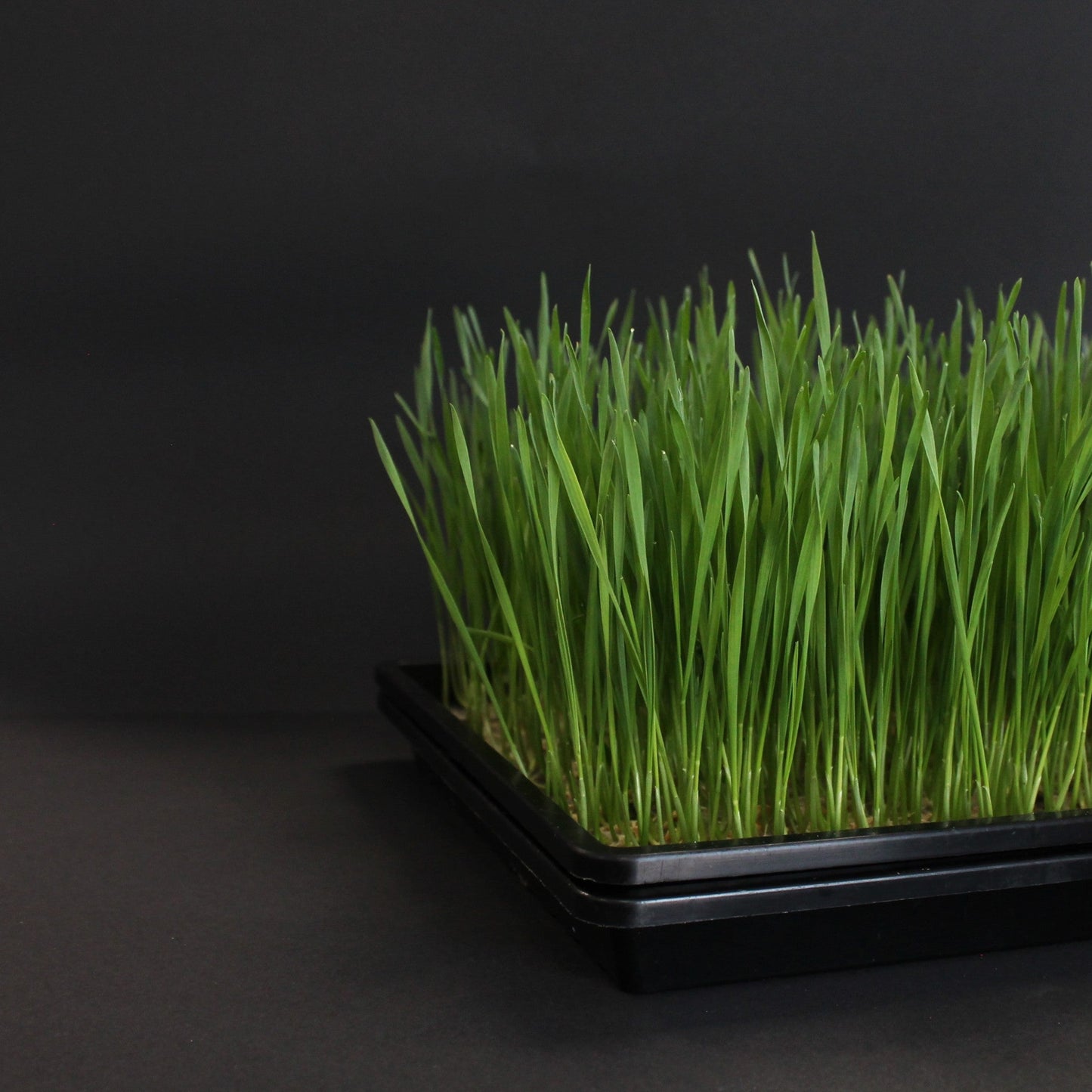 Tray of fresh wheatgrass microgreens grown indoors, rich in chlorophyll and antioxidants, perfect for juicing, detox, and high-nutrient health shots