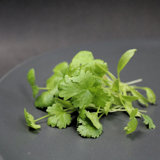 Coriander: The Fragrant Herb with Surprising Health Benefits