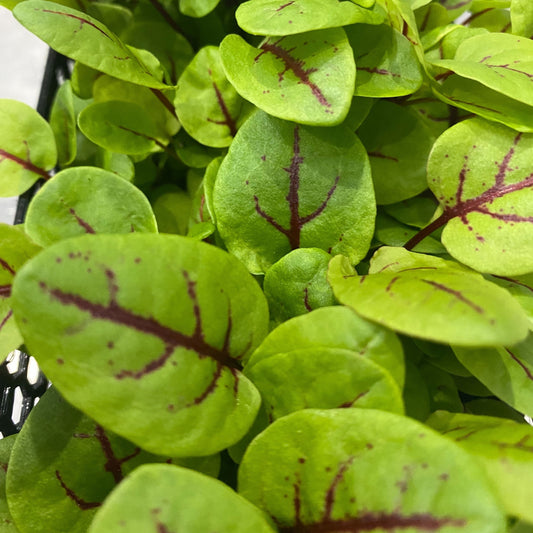 Red Veined Sorrel: The Beautiful, Nutritious Herb Chefs Adore