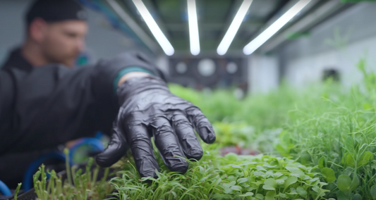 Sustainable Urban Farming: The Future of Fresh Produce