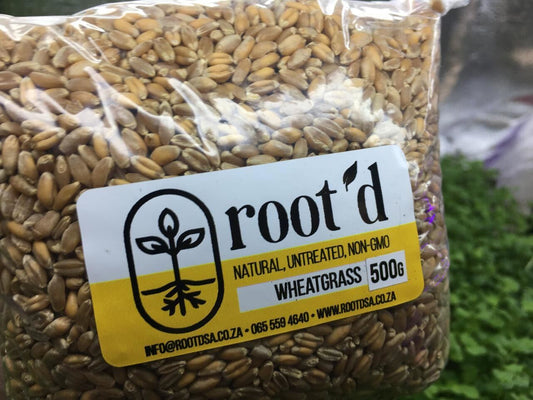 Wheat Grass Seeds