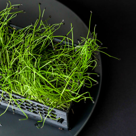 Spring Onion