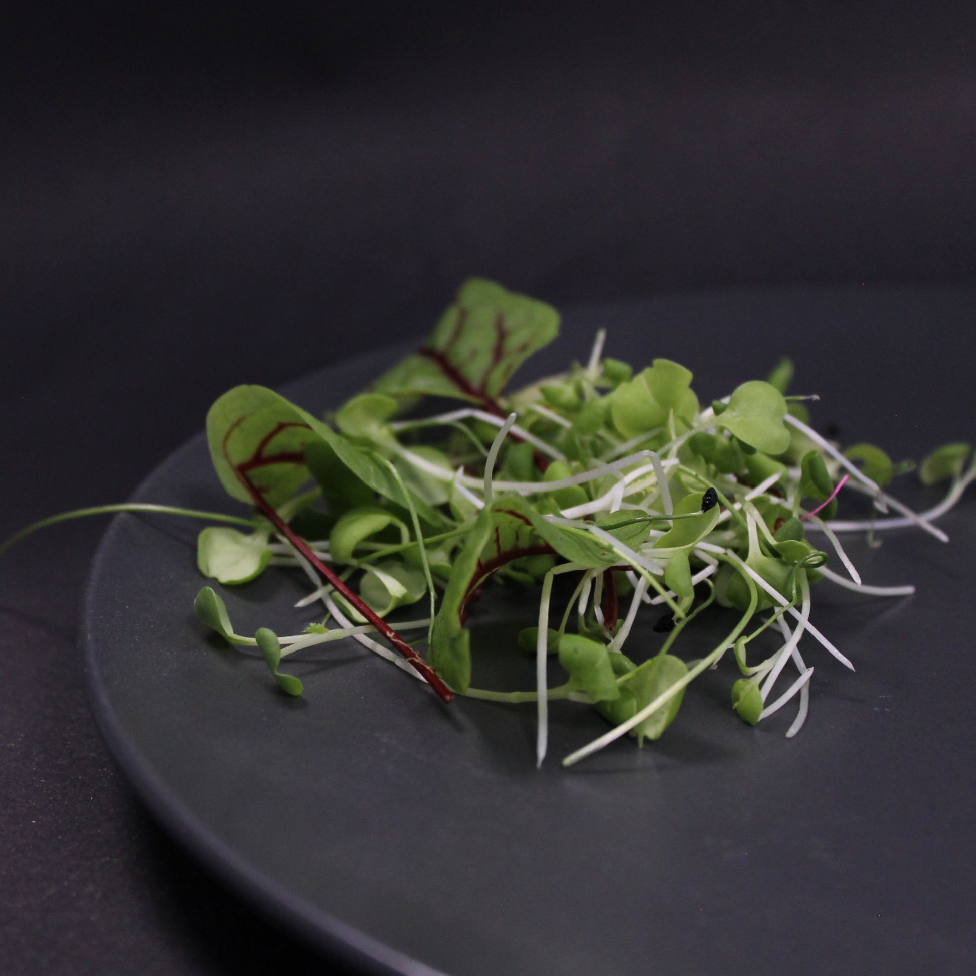 Fresh microgreen salad mix with red-veined sorrel and broccoli microgreens, nutrient-dense and pesticide-free, perfect for gourmet dishes and healthy meals