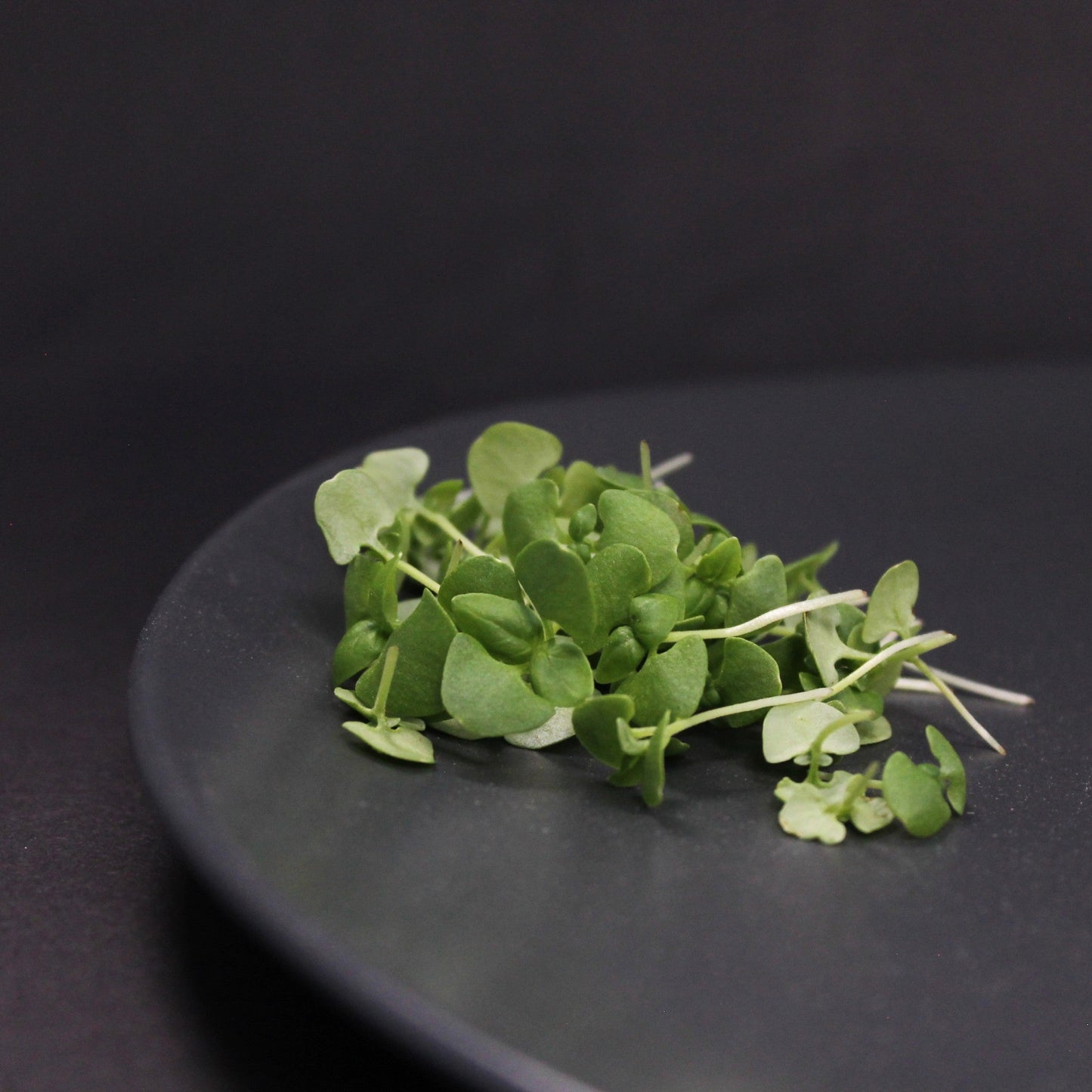 Fresh basil microgreens on a dark plate – rich in antioxidants, vitamin K, and anti-inflammatory compounds. Perfect for garnishing, salads, and boosting flavour in plant-based meals.