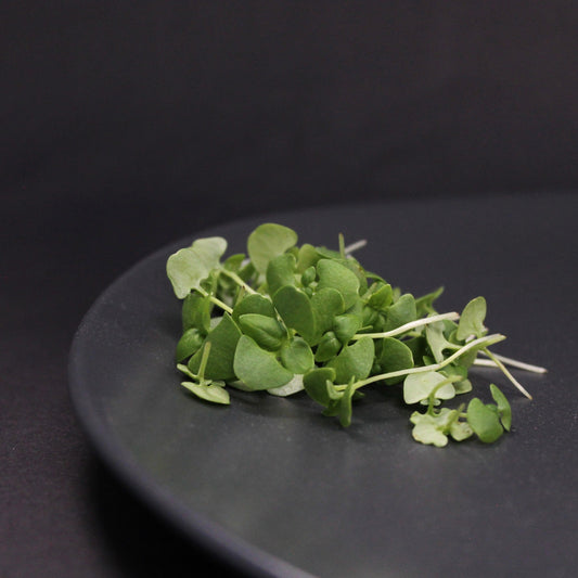 Fresh basil microgreens on a dark plate – rich in antioxidants, vitamin K, and anti-inflammatory compounds. Perfect for garnishing, salads, and boosting flavour in plant-based meals.