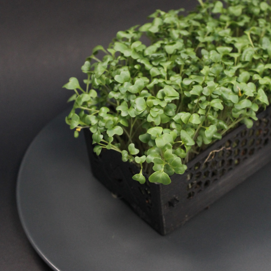 Fresh broccoli microgreens on a black plate, rich in sulforaphane for immune support, detox, and anti-inflammatory benefits