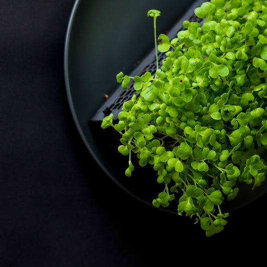 Micro Chinese Cabbage