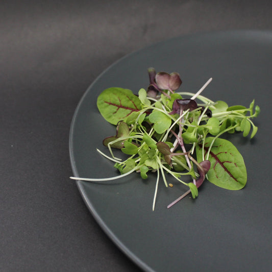 Arable Superfood Microgreens Mix with Red Veined Sorrel – vibrant blend of antioxidant-rich microgreens and sorrel leaves for gourmet nutrition and immunity support.
