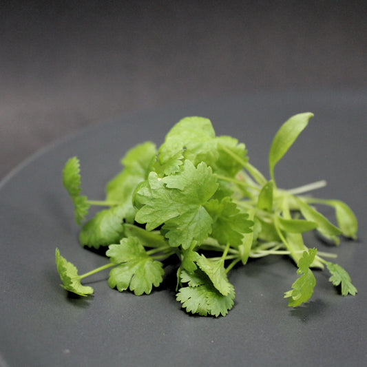 Baby Coriander