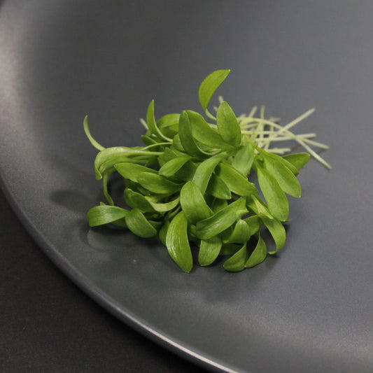 Micro Coriander