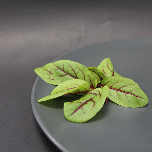 Red Veined Sorrel