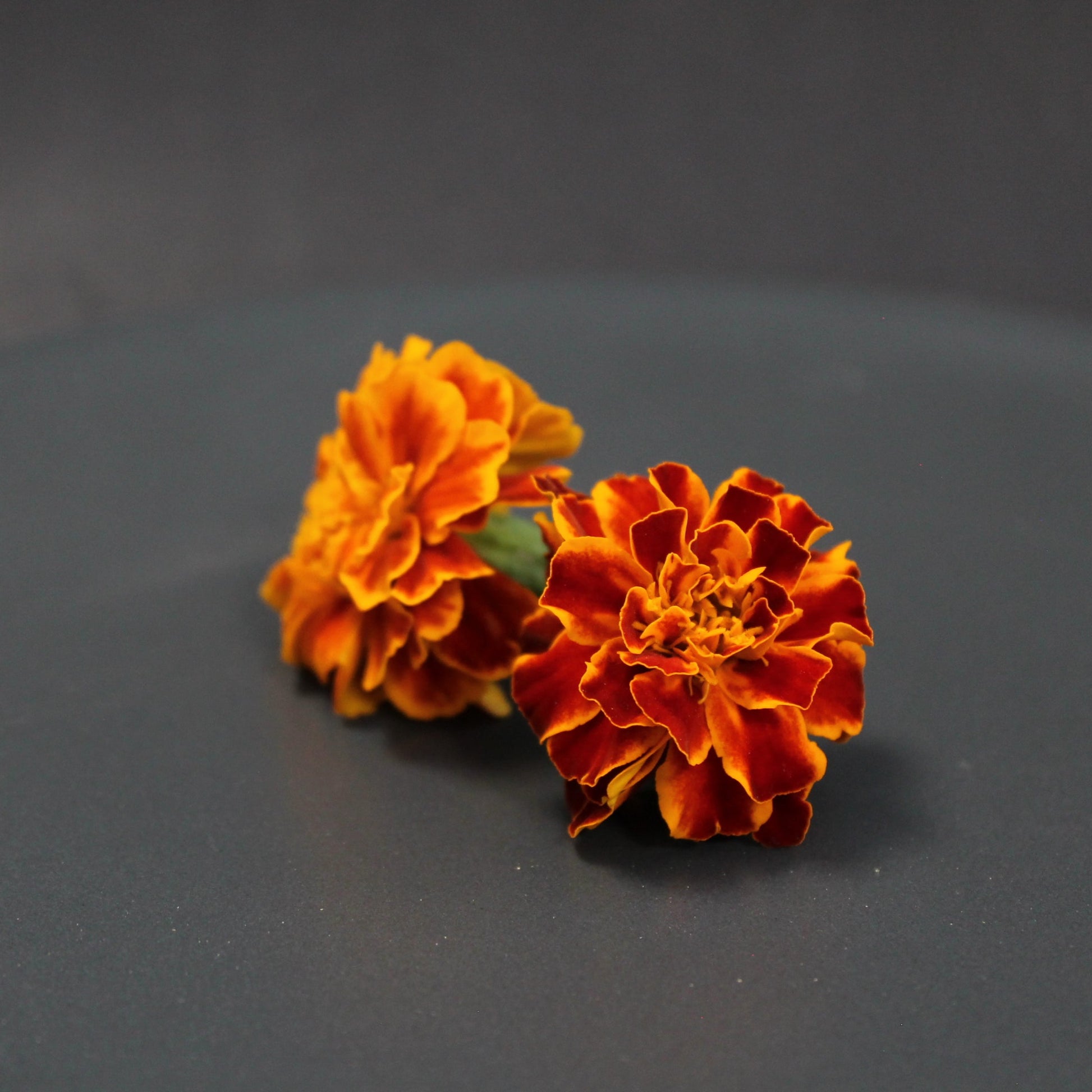 Bright orange edible marigold flowers on a dark plate – perfect for gourmet garnishes, natural food coloring, and floral salad toppings. Rich in antioxidants and grown pesticide-free.