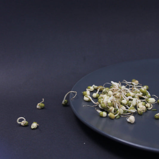 Organic mung bean sprouts on a dark plate – high-protein, nutrient-rich, and perfect for salads, stir-fries, and plant-based diets. Fresh, crunchy, and sprouted naturally without chemicals.