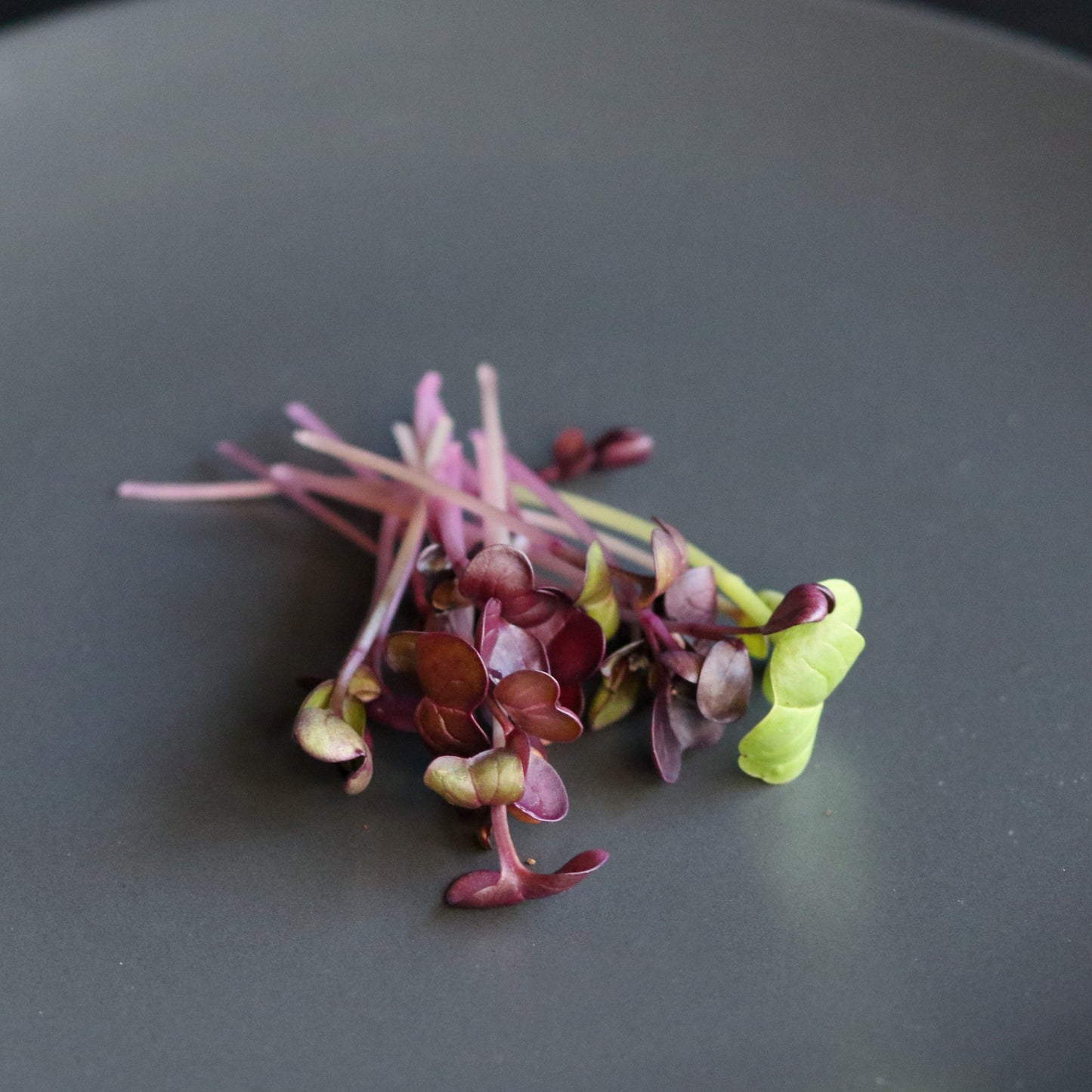 Vibrant red radish microgreens with purple stems and green tips, freshly harvested for salads, garnishes, and nutrient-rich meals.