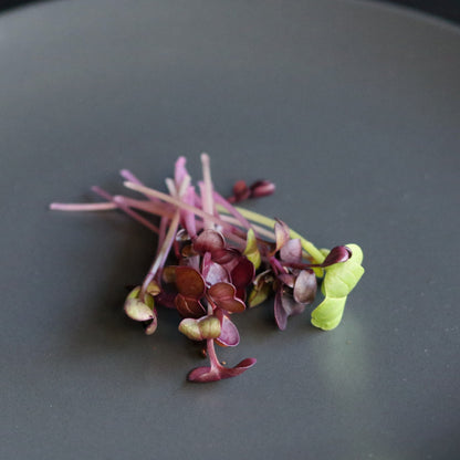 Vibrant red radish microgreens with purple stems and green tips, freshly harvested for salads, garnishes, and nutrient-rich meals.