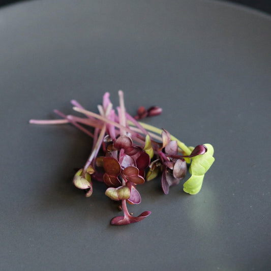 Micro Rambo Radish