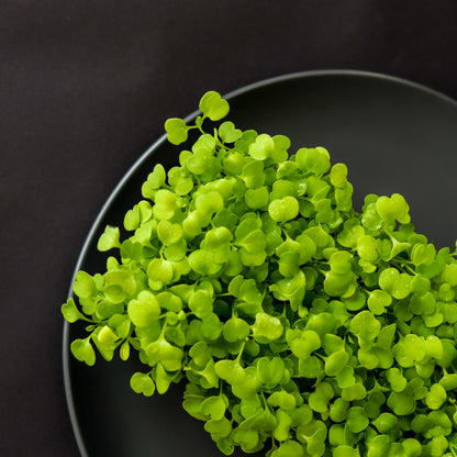 Fresh rocket microgreens on a black plate, rich in nutrients and perfect for salads, smoothies, and gourmet garnishes.
