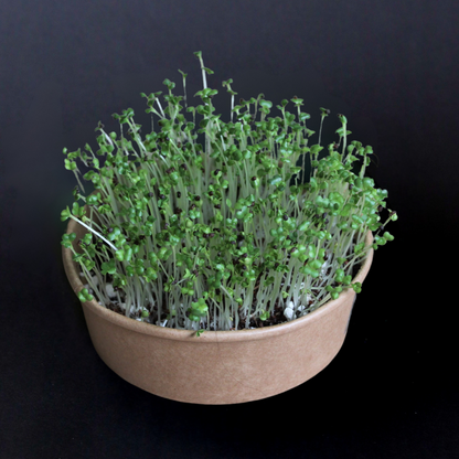 Microgreens starter kit with vibrant green sprouts growing in a biodegradable kraft paper bowl, ideal for beginners starting indoor farming or kitchen gardening.