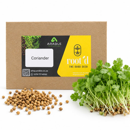 Coriander Seeds