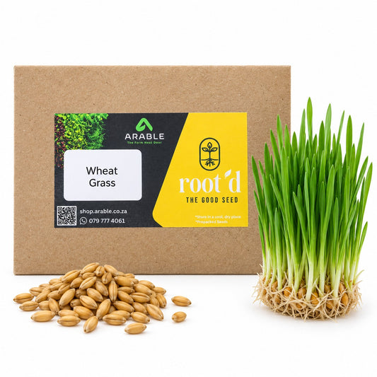 Wheat Grass Seeds